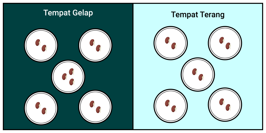 Desain eksperimen Alex. Dia meletakkan 11 biji kacang merah ke dalam lima gelas yang berlabel "gelap". Sisanya, dia letakkan ke dalam gelas yang berlabel "terang".